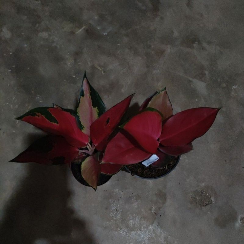 aglonema suksom pelangi dan suksom merah
