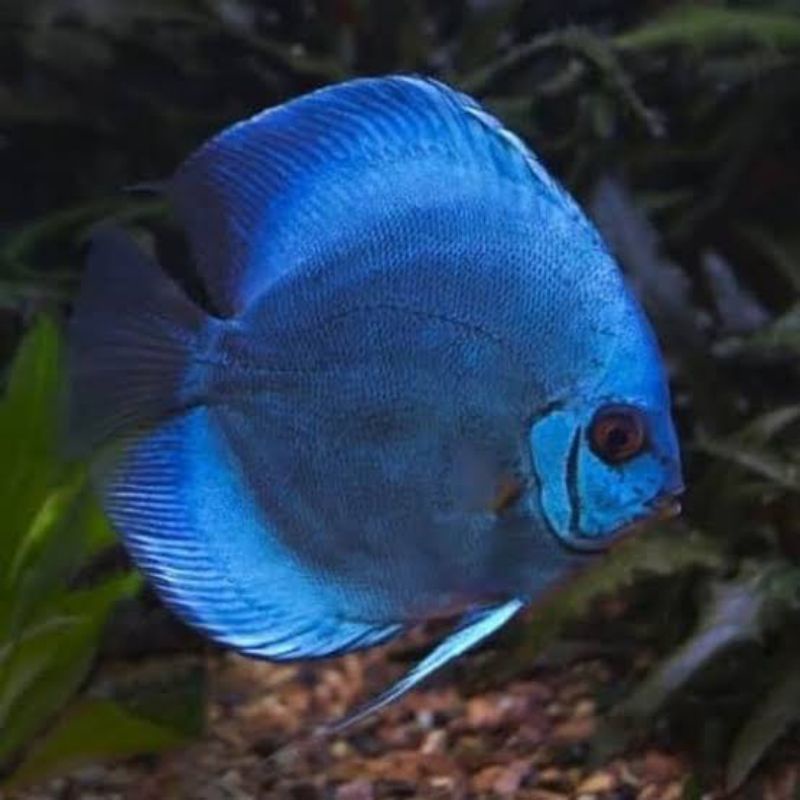 

ikan discus blue diamon mulai dari 1 - 2 cm