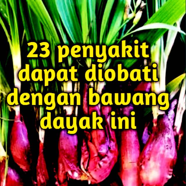 

BAWANG DAYAK