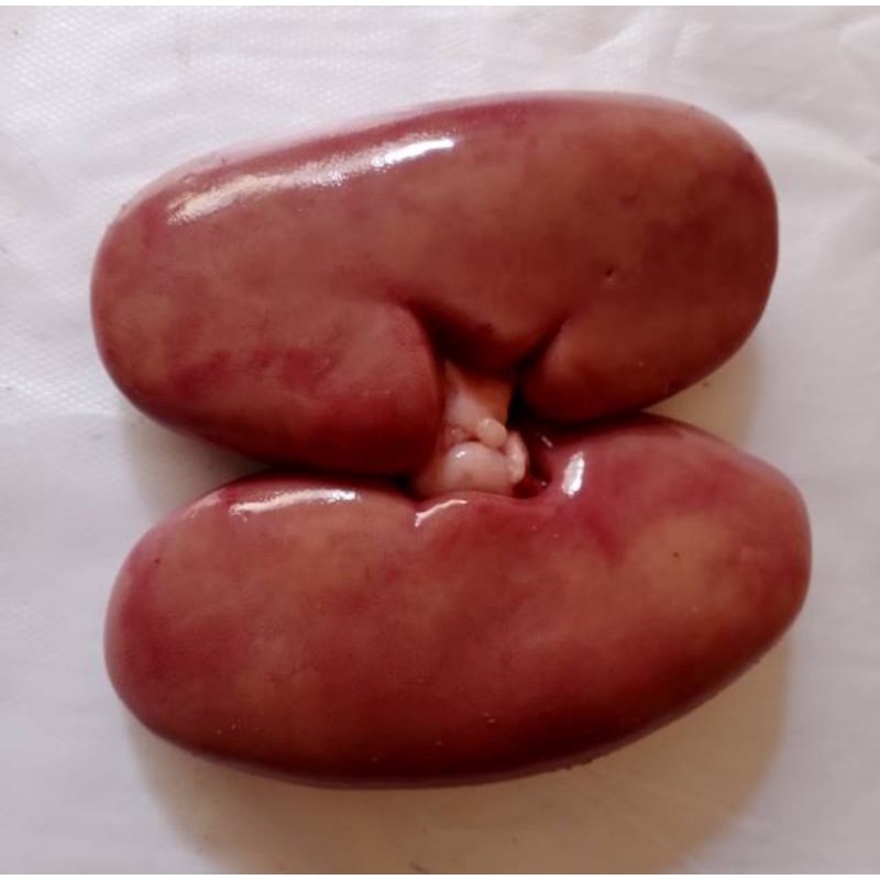 

♥️ TOKO MEDAN ♥️ Ginjal Babi Fresh ( sepasang )