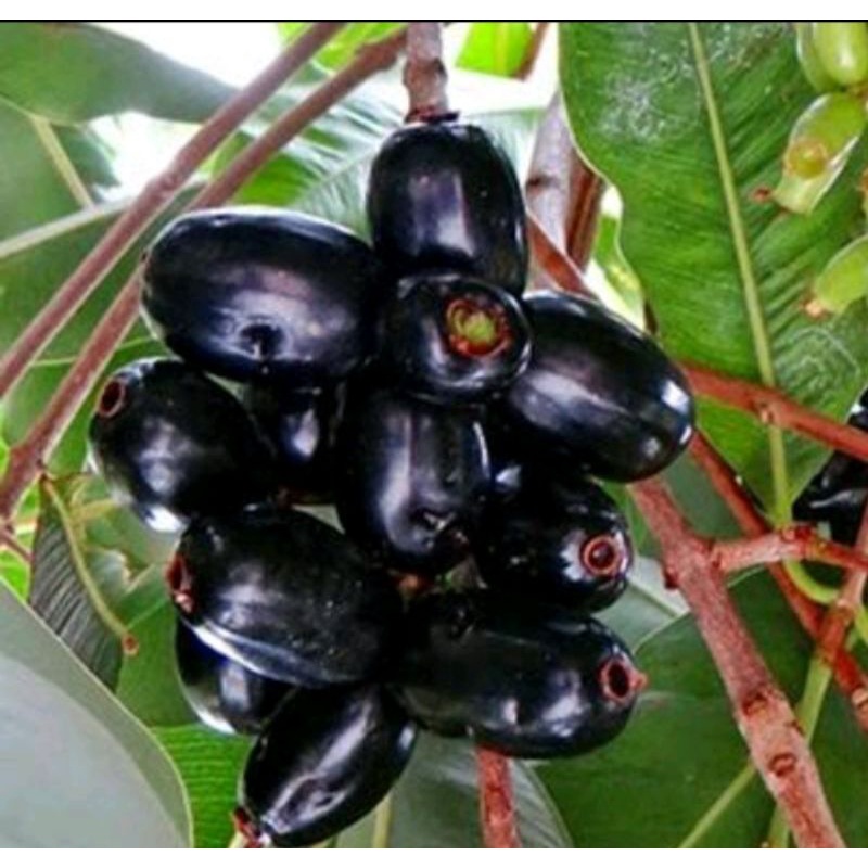 bibit buah juwet/jamblang