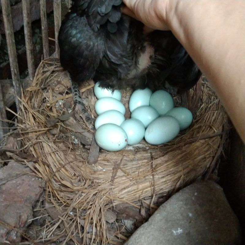 telur ayam Birma hijau fertil