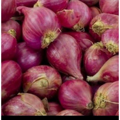 

brambang asli banten