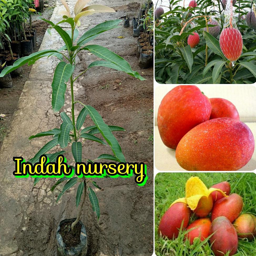 *_@ BIBIT BUAH MANGGA YUWEN @_$