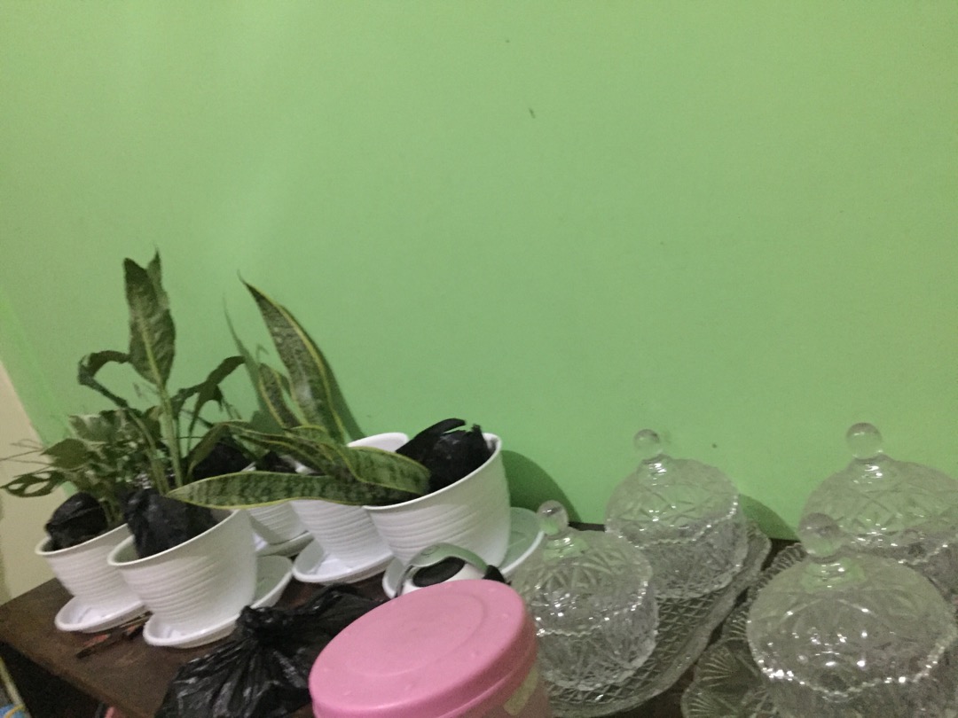 Tanaman Hias Lily Hujan-kucay Tulip - Pohon Lili Hujan