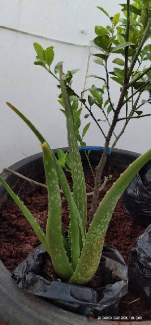 TANAMAN  LIDAH BUAYA KALIMANTAN , ALOE VERA