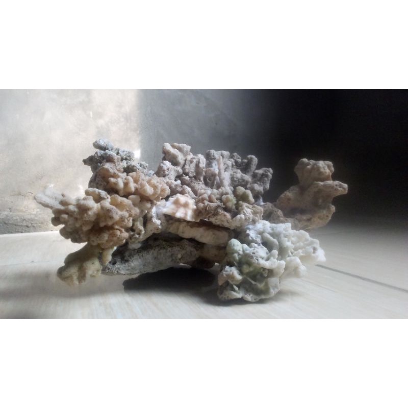 kerang hias asli garut untuk aquarium ukuran 20cmx20cm