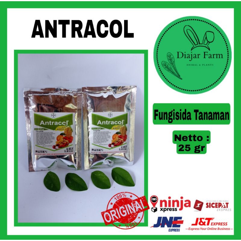 ANTRACOL Fungisida Repack 25 gr Pembasmi Hama | obat pencegah lonyot daun busuk aglonema sayuran bon