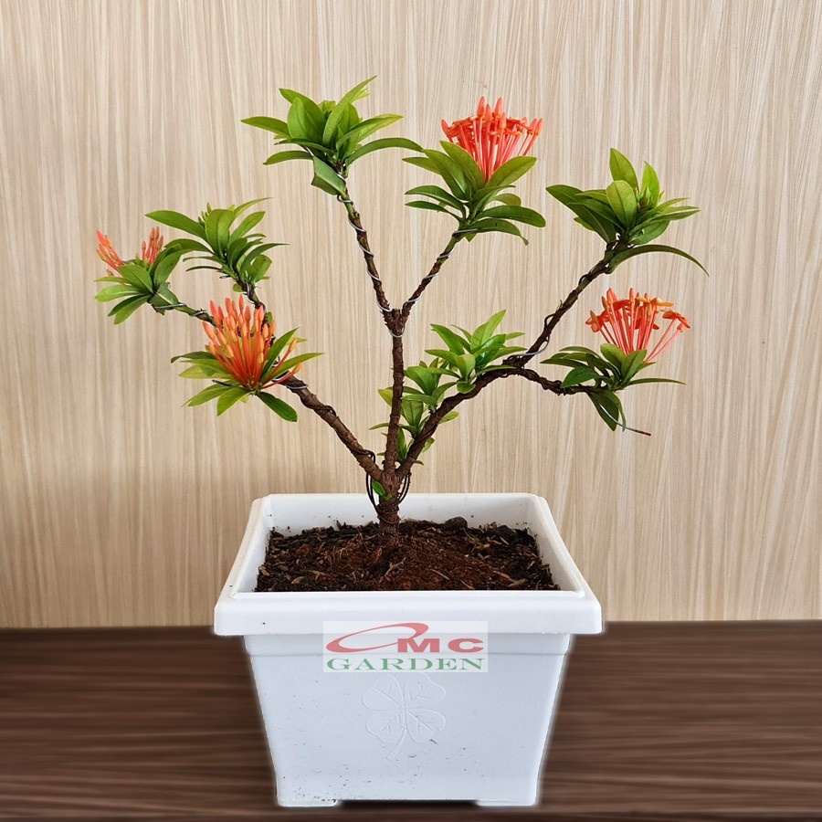 Tanaman Hias Bonsai Bonsae Mame Soka Mini Asoka Jepang Ixora Orange Oranye B-SMO-003