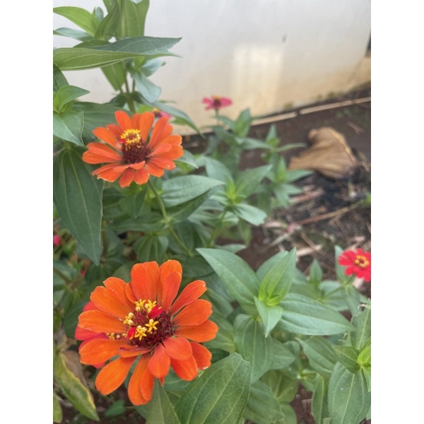 bibit biji zinnia orange tumpuk