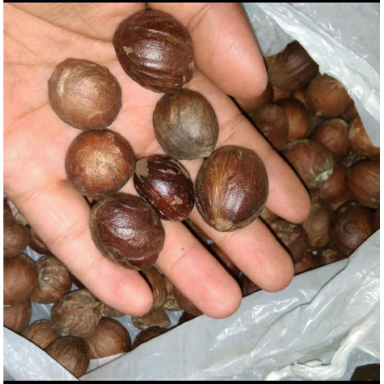 

Biji pala kering