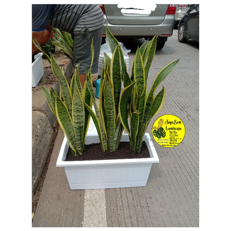 TANAMAN HIAS SENSIVERA/LIDAH MERTUA DENGAN POT PANJANG