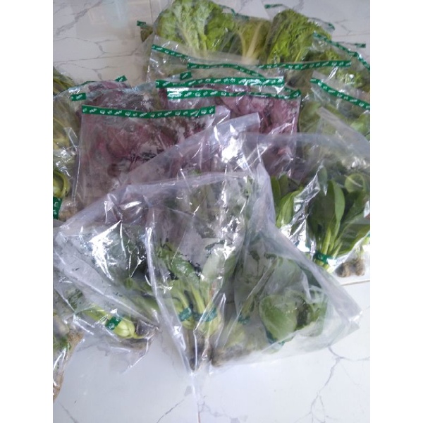 

selada romaine hidroponik