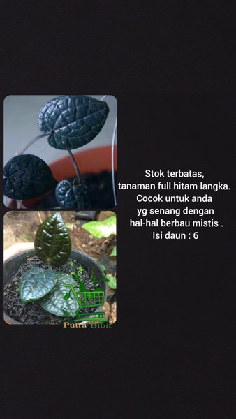 Tanaman daun sirih hitam - full hitam langka limited
