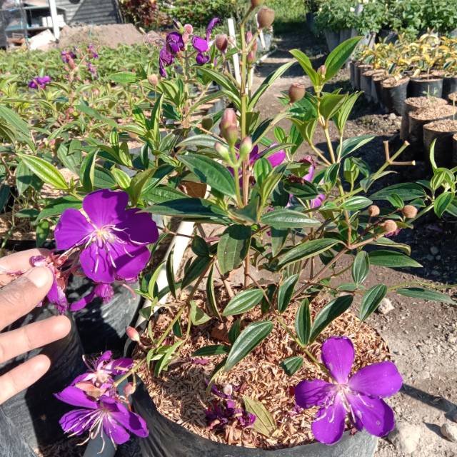 Senggani/taipo cina isi 2 pohon