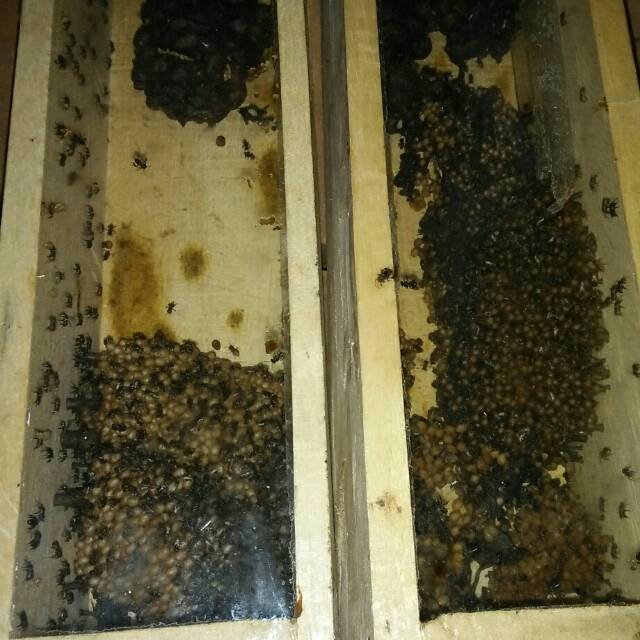 Bibit klanceng kelulut