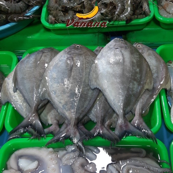 

Ikan bawal laut 1/2kg (500g)