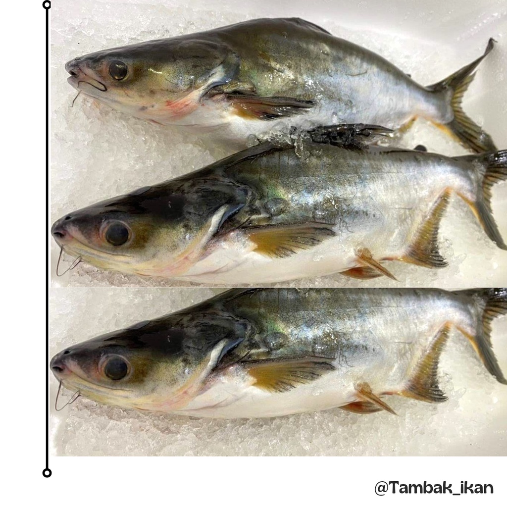 

IKAN PATIN SEGAR 1KG KAYA VITAMIN D & OMEGA-3