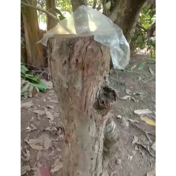 Log Itama Bertopping