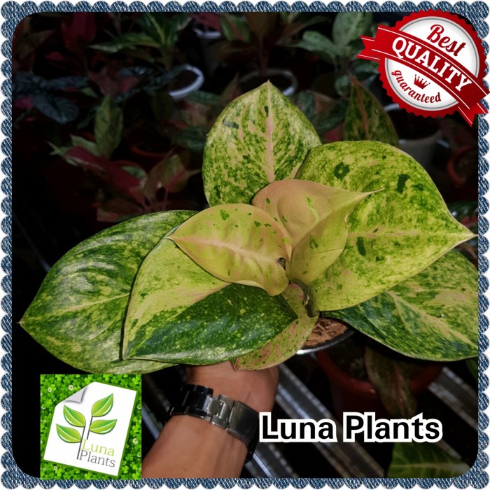 aglonema emerald dragon / tanaman hias aglonema dewasa