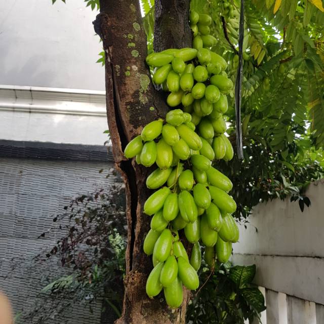 

BELI 5 GRATIS 1 BELIMBING WULUH SEGAR BARU PETIK SAAT BELI