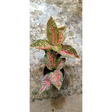 paket 2 aglonema red legacy dan dut anjamani