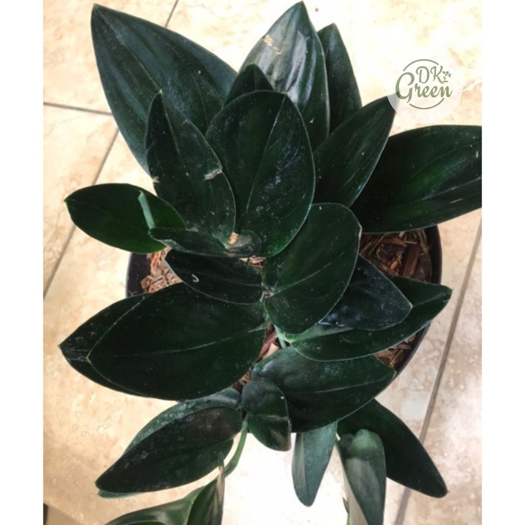 Tanaman Scindapsus Black