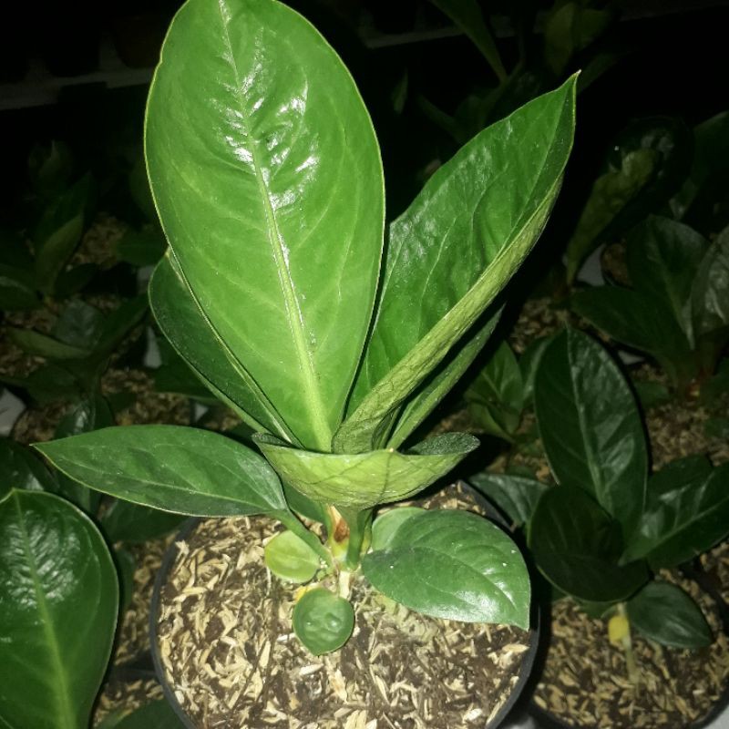 Jemani Mangkok Tornado