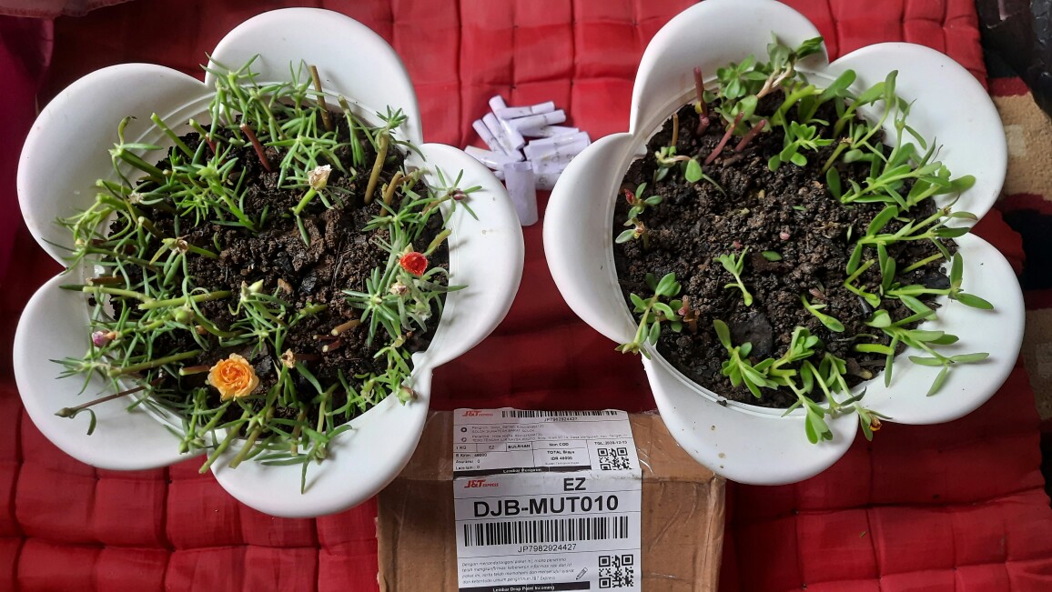 Stek Mossrose / Portulaca / Krokot  Tumpuk Warna Orange  (perbatang)