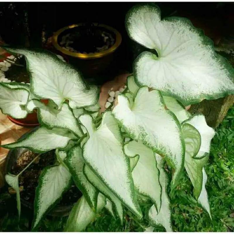 Tanaman Hias/Keladi White Night/caladium/Keladi/caladium murah/caladium Indonesia/keladi