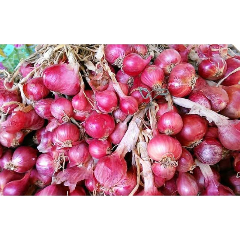 

bawang merah / brambang 500 gr