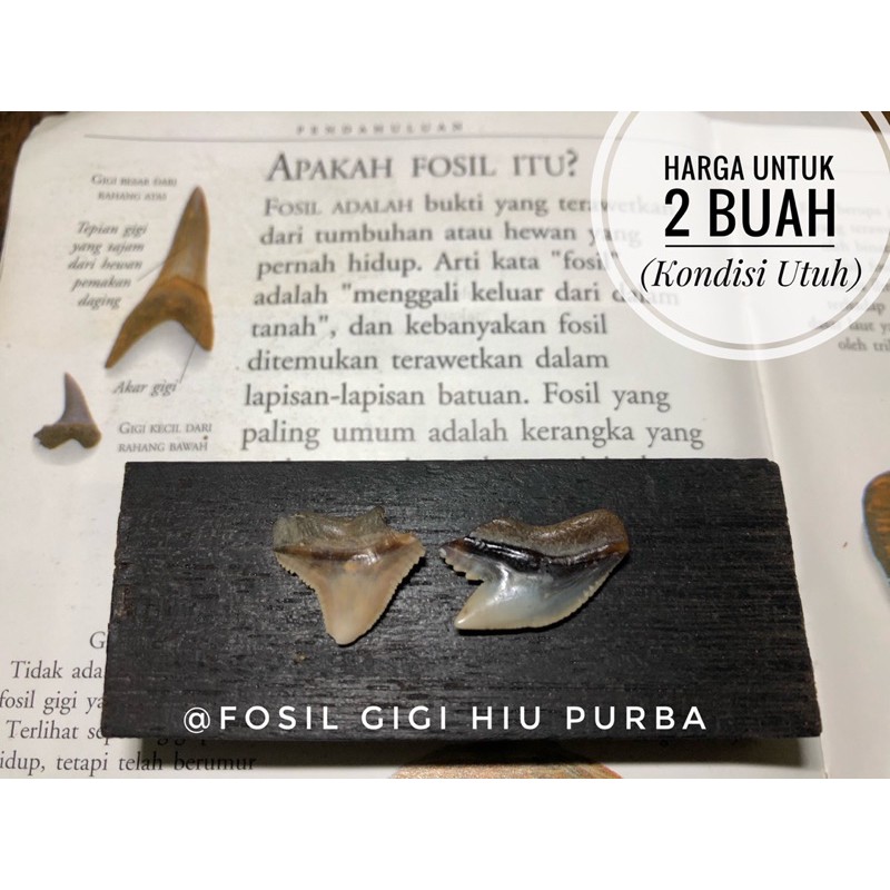 Fosil gigi hiu purba H15 atau fosil taring hiu megalodon atau fosil hewan