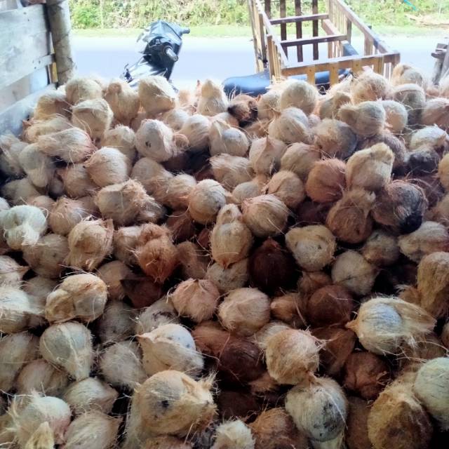 

Kelapa