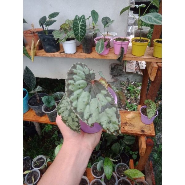 begonia sp kalimantan barat