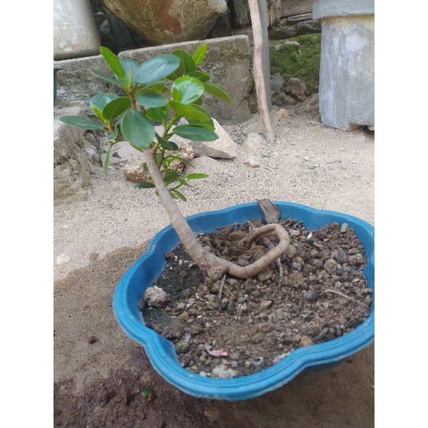 bahan bonsai mame beringin dollar
