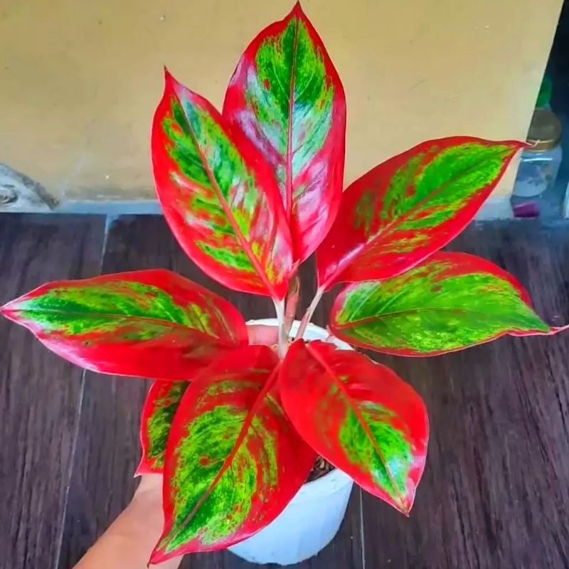 Aglonema Red Lipstik Siam Aurora Tanaman Hias Bunga Aglaonema Murah Merah BUKAN bonggol bibit - tanaman hias hidup - bunga hidup - bunga aglonema - aglaonema merah - aglonema merah - aglonema murah - aglaonema murah