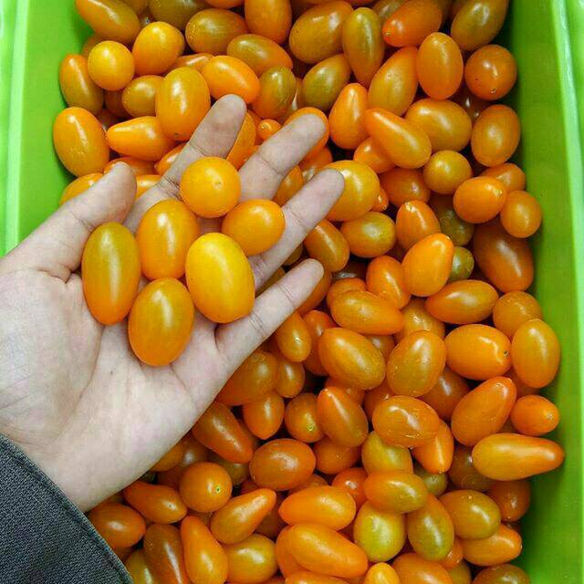 BENIH BIJI TOMAT CHERRY KUNING / TOMAT GOLDEN SWEET