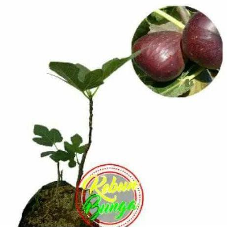 Kw+ Tanaman Buah Tin/Ara Purple Jordan Ada #_#