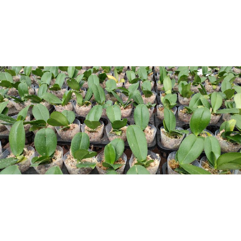 remaja anggrek bulan novelti pot besar