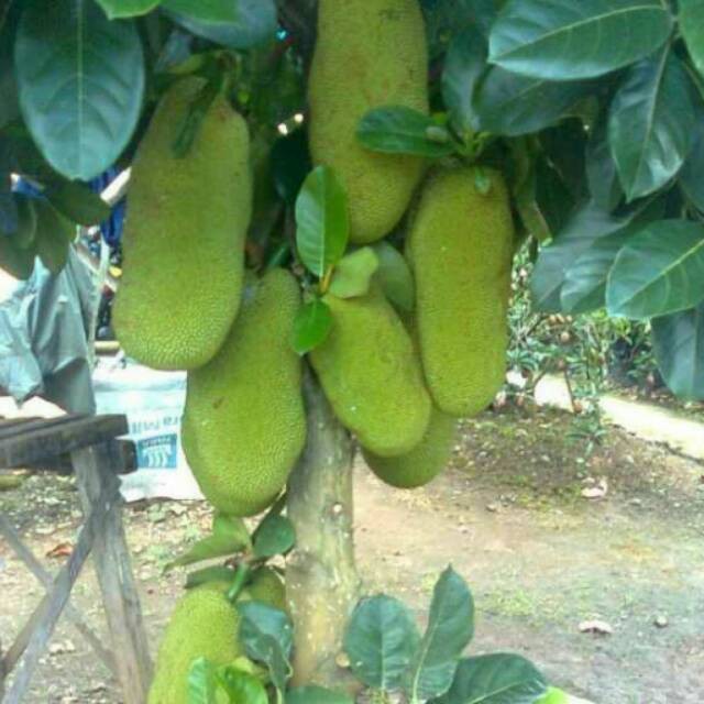 

Nangka cempedak