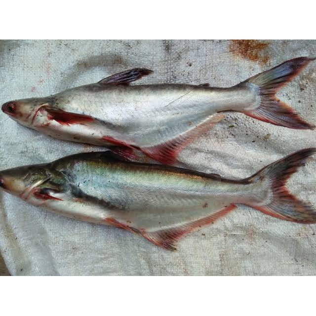

Patin Fresh [MURAH]