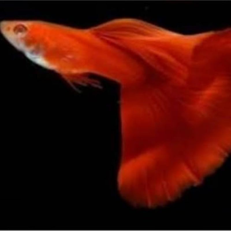 ikan hias guppy AFR/ guppy albino full red sepasang