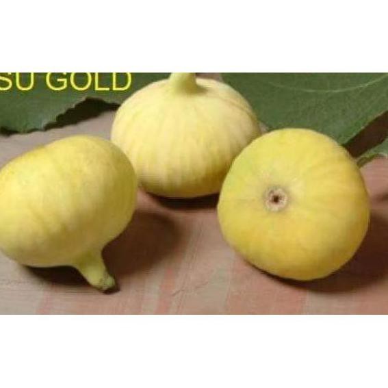 Harga Termuraah.. Bibit Buah Tin Lsu Gold Terbaru