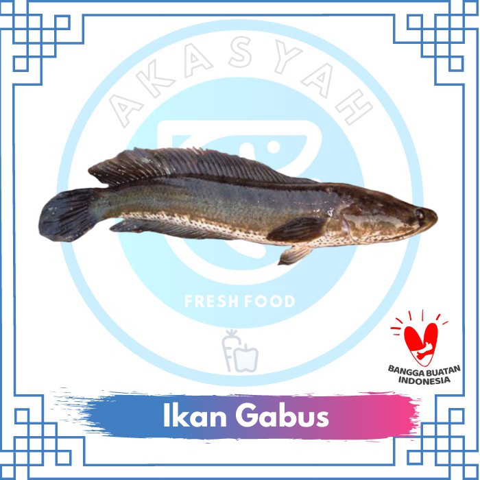 

Ikan Gabus Segar Fresh Berkualitas - 1 Kilogram