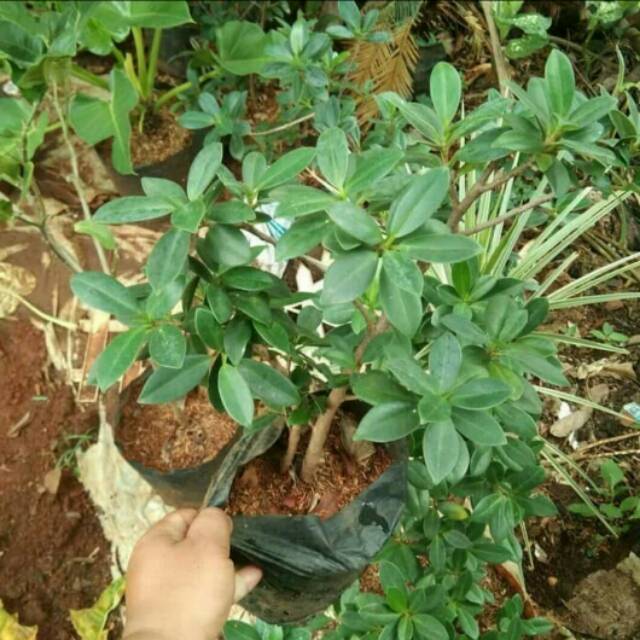 Tanaman hias beringin korea am taman