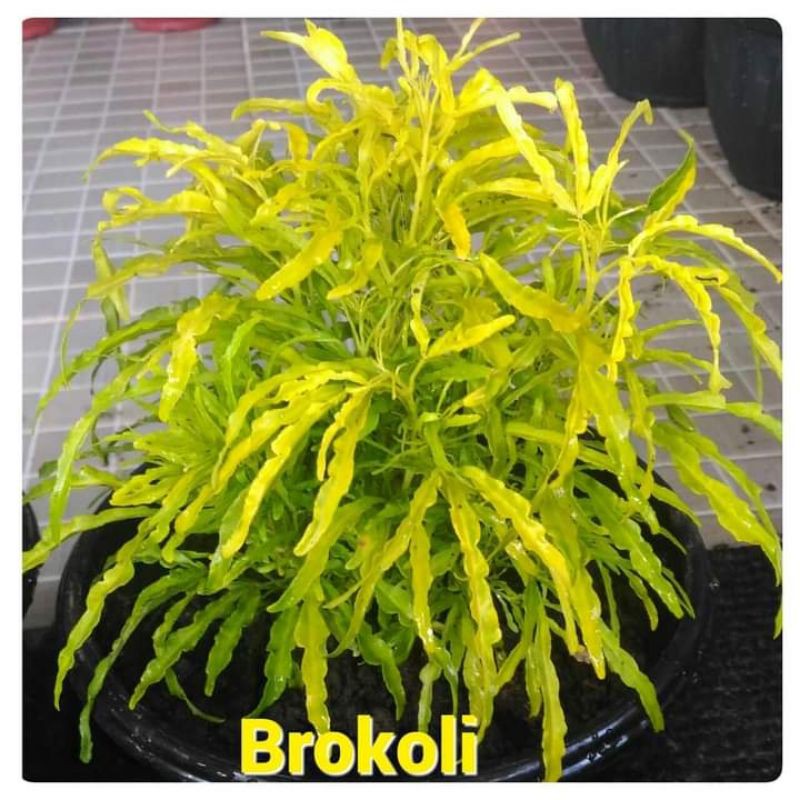 Bibit brokoli