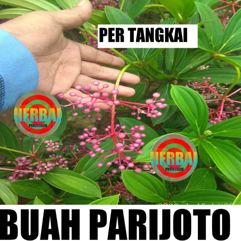 

BUAH MURIA // BUAH PARIJOTO SEGAR PER TANGKAI // PARIJOTHO // UNTUK PROMIL