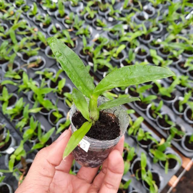Seedling dendro Melintir