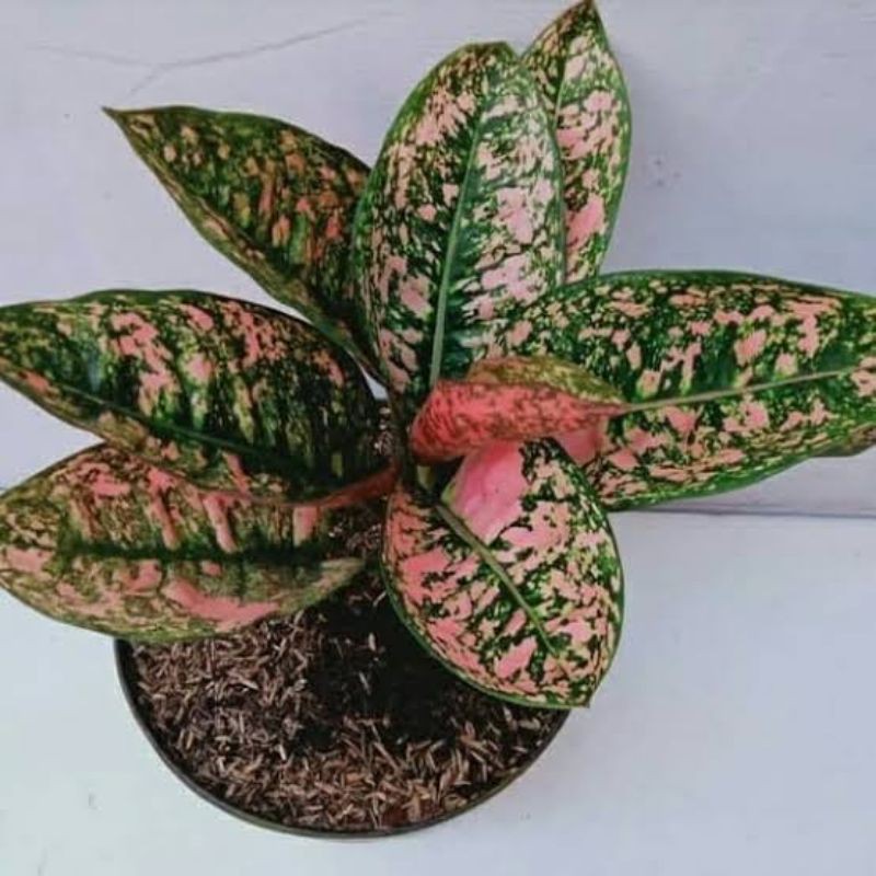 aglonema ruby compacta