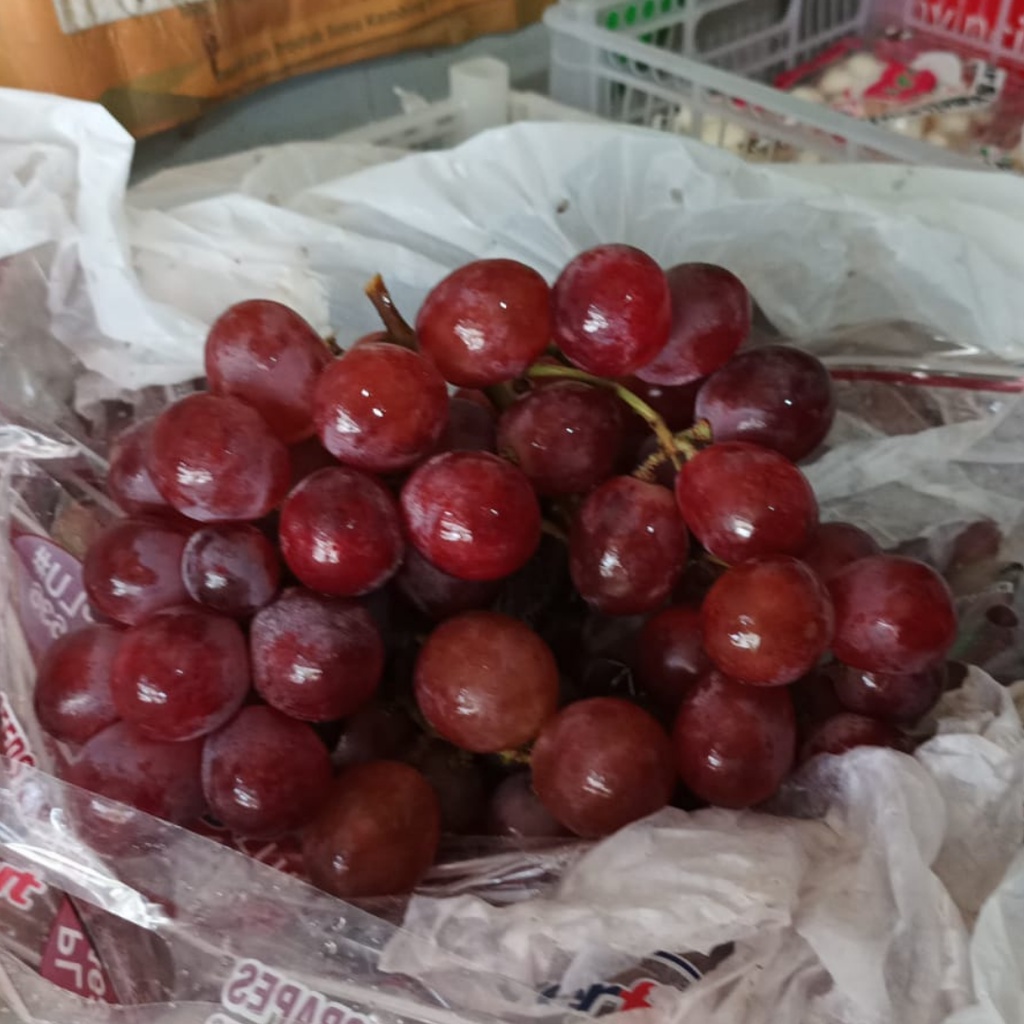 

Anggur merah peru Anggur Merah Biji Import Segar Buah Segar Bekasi